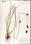000011247-thumbnail.jpg