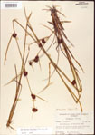 000011251-thumbnail.jpg