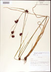 000011252-thumbnail.jpg