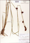 000011257-thumbnail.jpg