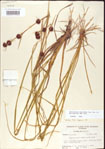 000011258-thumbnail.jpg