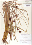 000011261-thumbnail.jpg