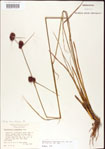 000011264-thumbnail.jpg