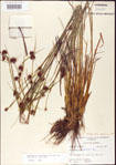 000011266-thumbnail.jpg