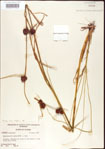 000011268-thumbnail.jpg