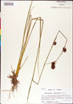 000011270-thumbnail.jpg
