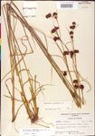 000011273-thumbnail.jpg