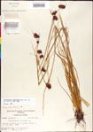 000011274-thumbnail.jpg
