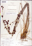 000011278-thumbnail.jpg