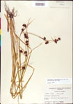 000011295-thumbnail.jpg