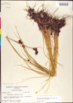 000011296-thumbnail.jpg
