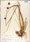 000011297-thumbnail.jpg