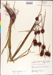 000011301-thumbnail.jpg