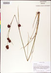 000011307-thumbnail.jpg