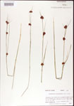 Rhynchospora