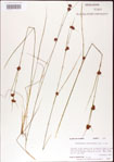 Rhynchospora