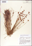 000011346-thumbnail.jpg