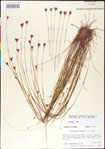 000011372-thumbnail.jpg