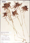 000011393-thumbnail.jpg