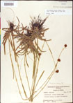 000011401-thumbnail.jpg