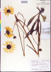Helianthus