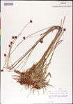 000011721-thumbnail.jpg