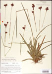 000011723-thumbnail.jpg