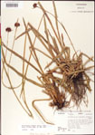 000011725-thumbnail.jpg