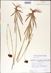 000011731-thumbnail.jpg