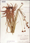 000011733-thumbnail.jpg