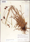 000011735-thumbnail.jpg