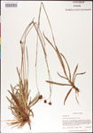 000011736-thumbnail.jpg