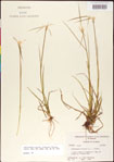 Rhynchospora