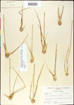 Rhynchospora