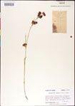 000011804-thumbnail.jpg