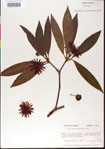 000012037-thumbnail.jpg