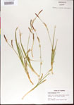 Carex