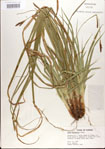 Carex