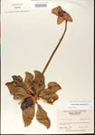000012076-thumbnail.jpg