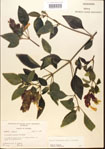 000012294-thumbnail.jpg