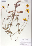 Coreopsis