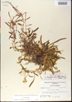 000013505-thumbnail.jpg