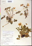000013533-thumbnail.jpg