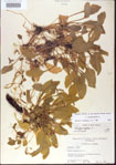 000013581-thumbnail.jpg