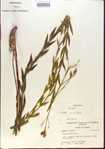 000013632-thumbnail.jpg