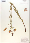 000013636-thumbnail.jpg
