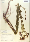 000013638-thumbnail.jpg