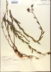 000013646-thumbnail.jpg