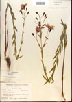 000013648-thumbnail.jpg