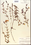 000013657-thumbnail.jpg